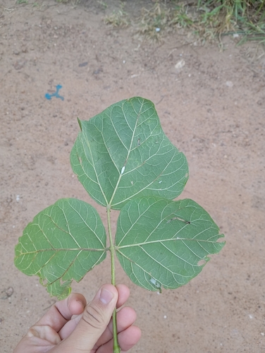 Image of Erythrina velutina by (c) Carlos Eduardo Santos Feitosa, some rights reserved (CC BY)