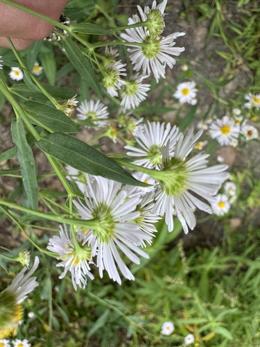 Image of Boltonia decurrens by (c) Elizabeth Axley, some rights reserved (CC BY)