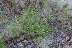 Centaurea trichocephala