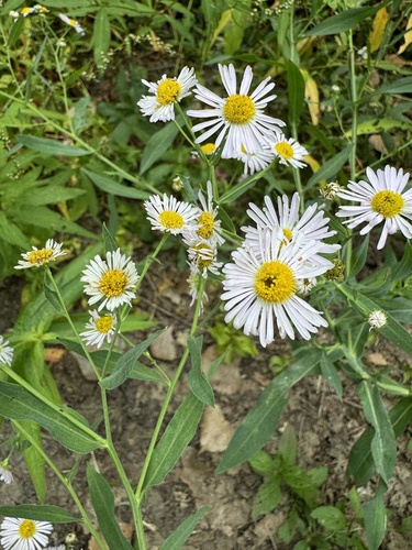 Image of Boltonia decurrens by (c) Elizabeth Axley, some rights reserved (CC BY)