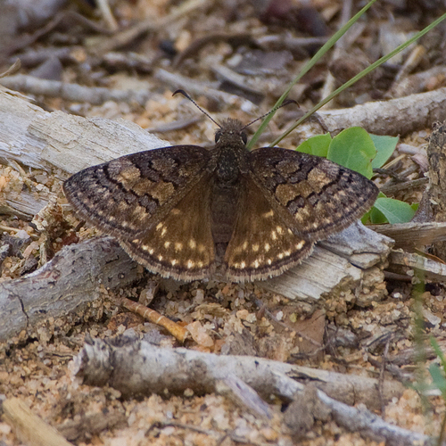 Sleepy Duskywing photo 4