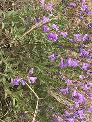 Penstemon platyphyllus