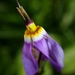 Primula pauciflora macrocarpa - Photo (c) David Greenberger,  זכויות יוצרים חלקיות (CC BY-NC-ND), הועלה על ידי David Greenberger