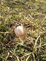 Pulsatilla vernalis