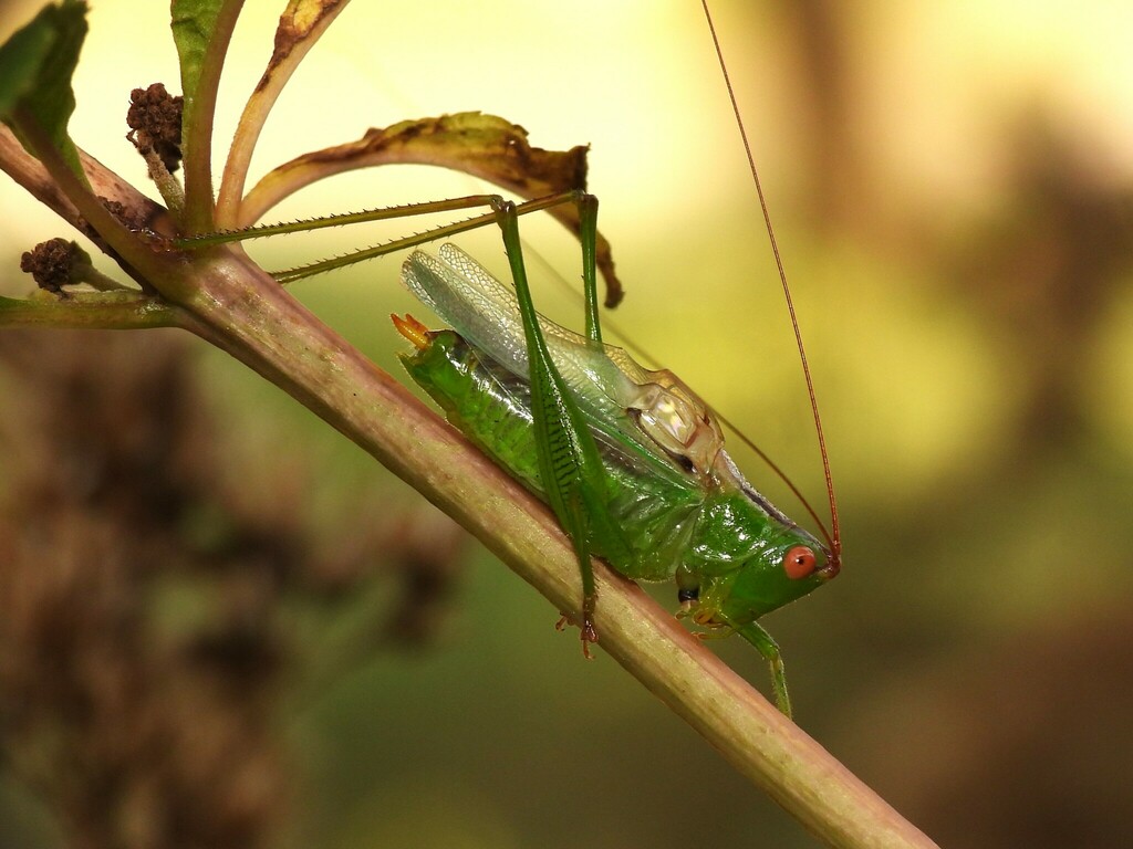 long-spurred meadow katydid