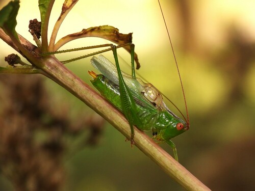 long-spurred meadow katydid
