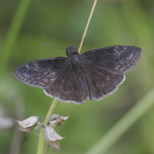 Zarucco Duskywing photo 5