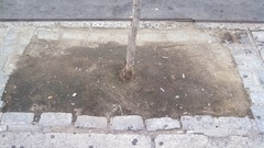 Magnoliopsida