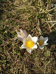 Pulsatilla vernalis
