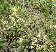 Parthenium confertum