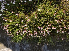 Harrimanella hypnoides