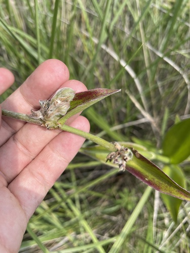 Image of Tradescantia crassifolia by (c) Carlos Muñoz-Amezcua, some rights reserved (CC BY)