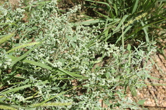 Chenopodium incanum