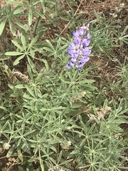 Lupinus caudatus