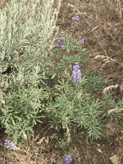 Lupinus caudatus