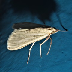 Sitochroa palealis