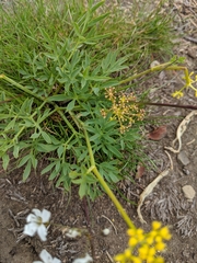 Lomatium brandegeei