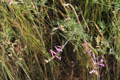 Astragalus varius