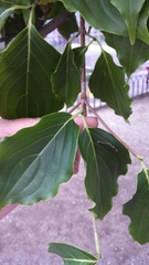 Magnoliopsida