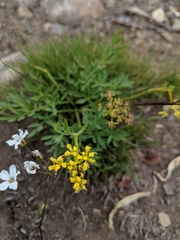 Lomatium brandegeei