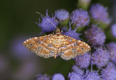Ommatospila narcaeusalis