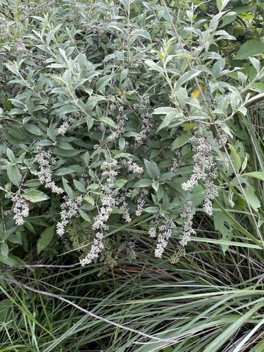 Buddleja parviflora (Buddleja parviflora)