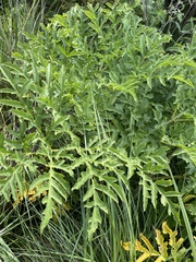 Prionosciadium thapsoides
