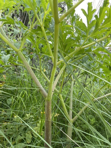 Prionosciadium thapsoides, photograph 3