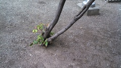 Magnoliopsida