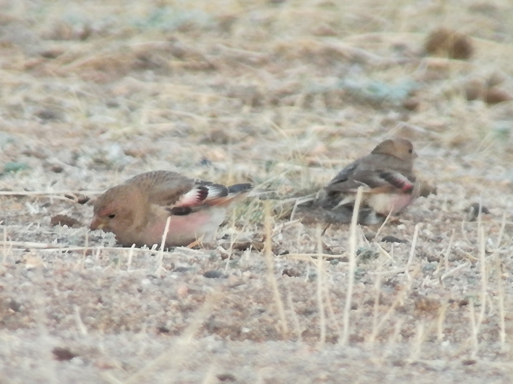 Mongolian Finch