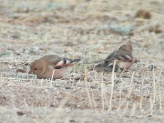 Mongolian Finch photo 3
