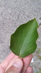 Magnoliopsida