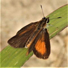 Ancyloxypha numitor