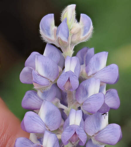 Hill's lupine (Lupinus hillii)