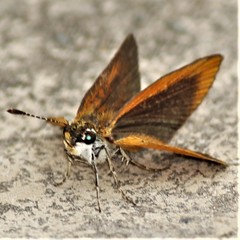 Ancyloxypha numitor