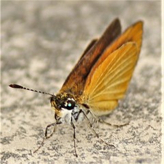 Ancyloxypha numitor