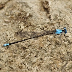 Argia apicalis