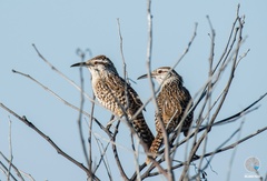 Campylorhynchus yucatanicus