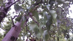 Magnoliopsida