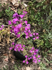 Clarkia pulchella