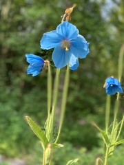 Meconopsis