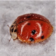Harmonia axyridis