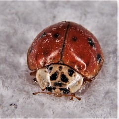 Harmonia axyridis