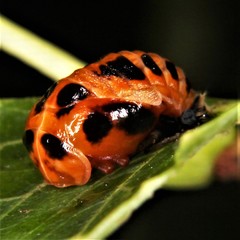 Harmonia axyridis