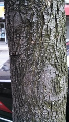 Magnoliopsida