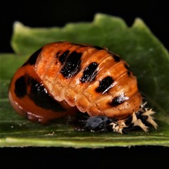 Harmonia axyridis