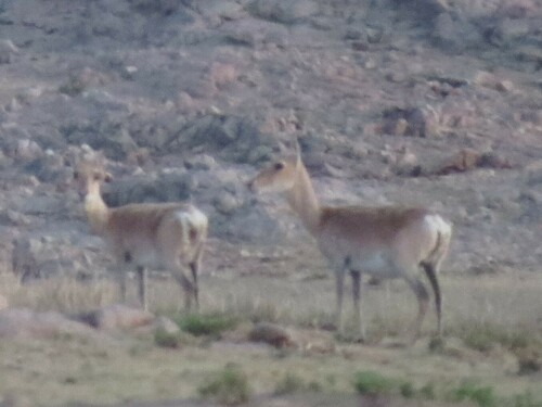 Mongolian Gazelle (Procapra gutturosa)