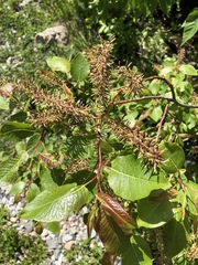 Salix pyrifolia