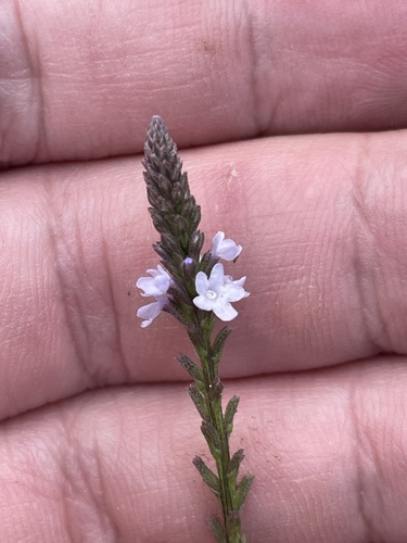 Verbena carolina, photograph 5