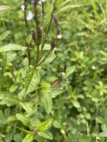 Verbena carolina, photograph 6